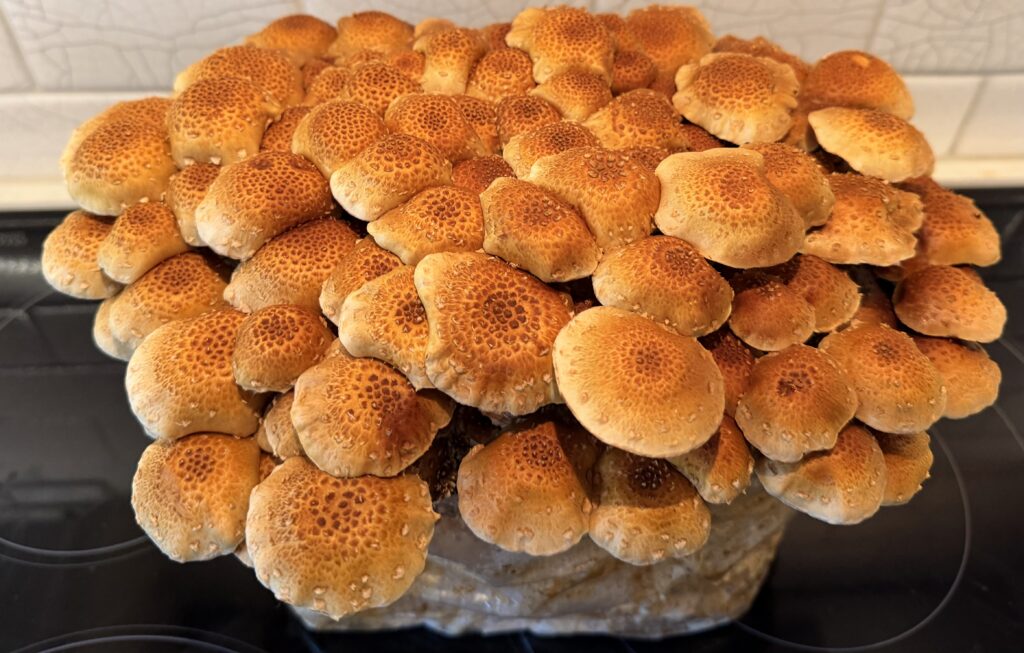 Mushroom fruiting block