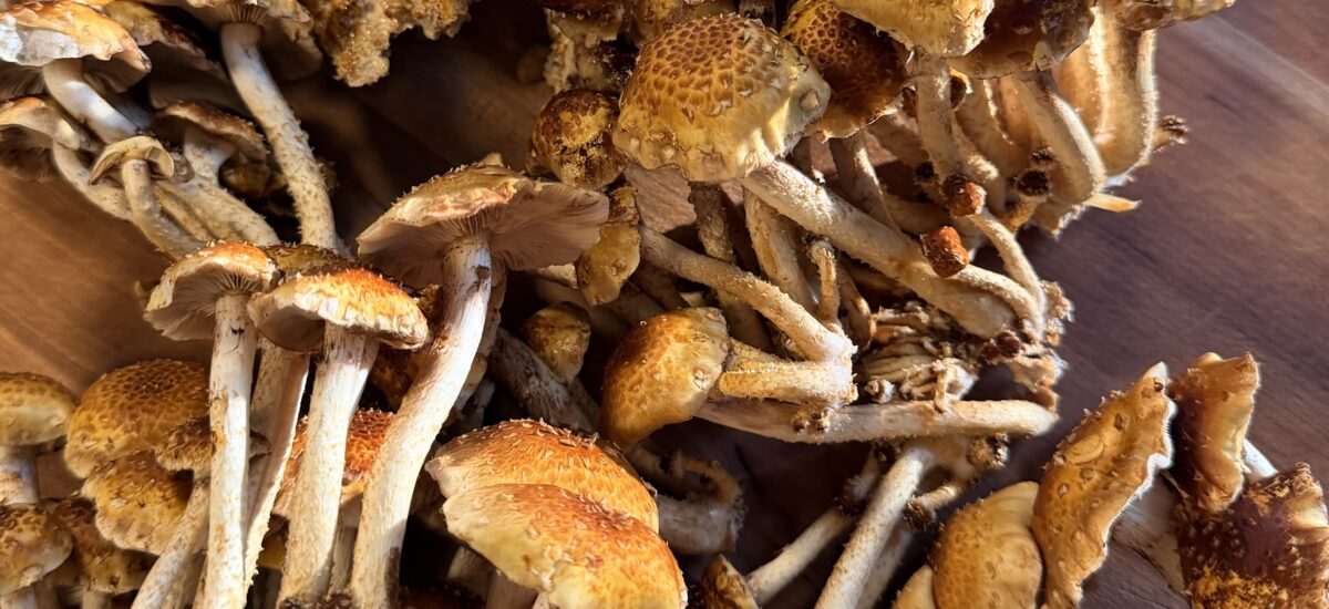 Growing Chestnut Mushrooms at Home