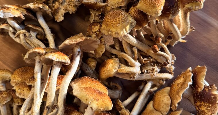 Growing Chestnut Mushrooms at Home