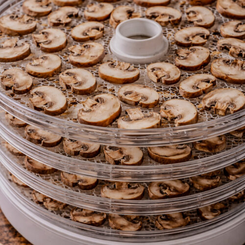 Sliced mushrooms arranged in a single layer on dehydrator trays drying at home